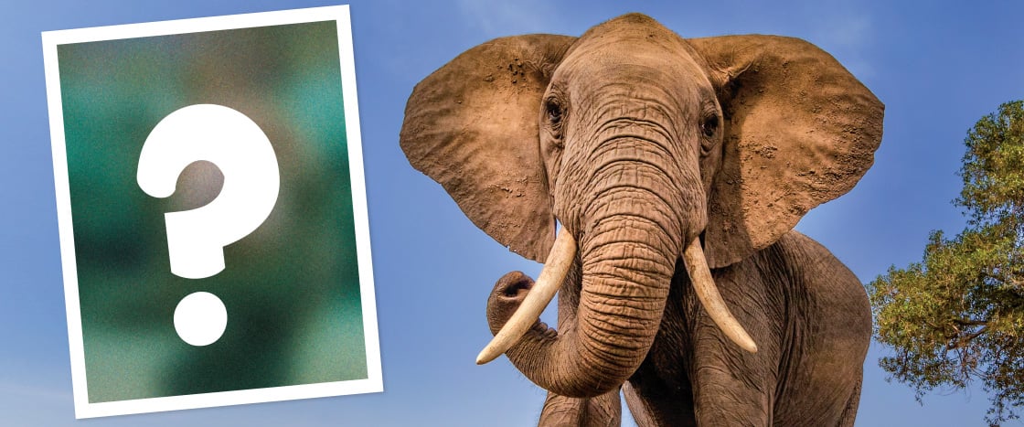 Image of elephant and image of question mark