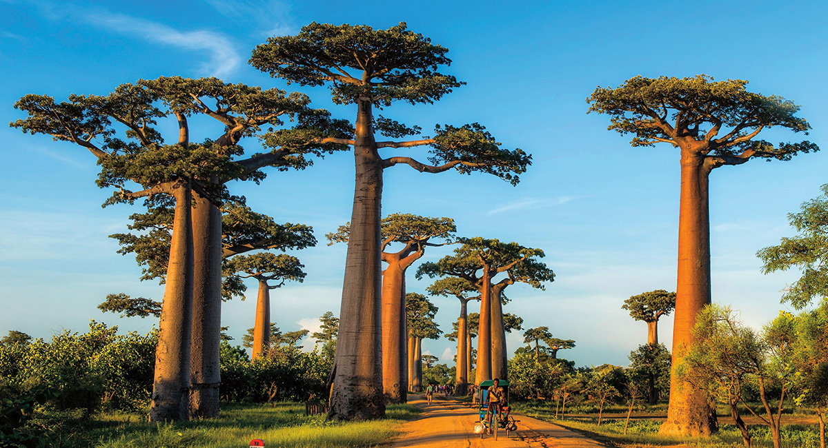 Image of tall trees