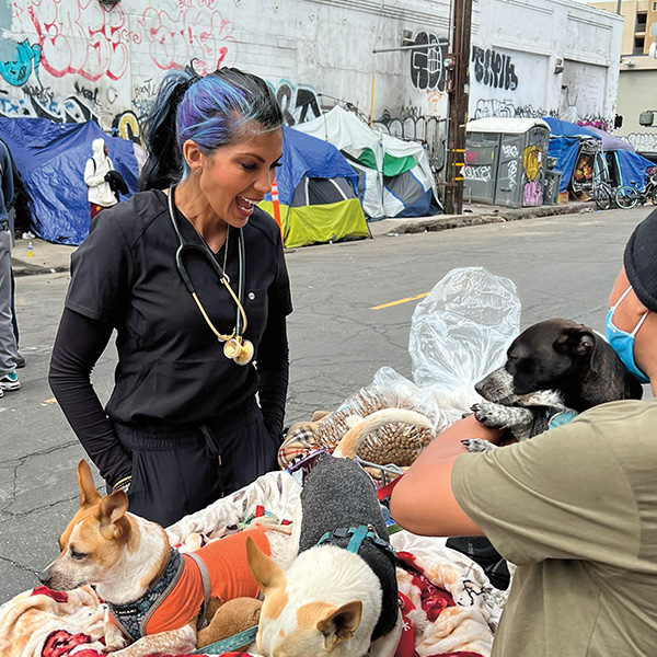 Photo of veterinarian checking health of homeless pets