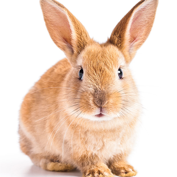 Image of a bunny