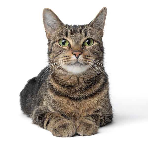 Image of a cat