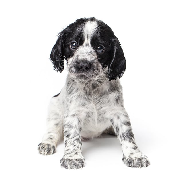 Image of a puppy