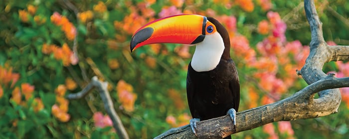 Photo of a toucan sitting on a branch