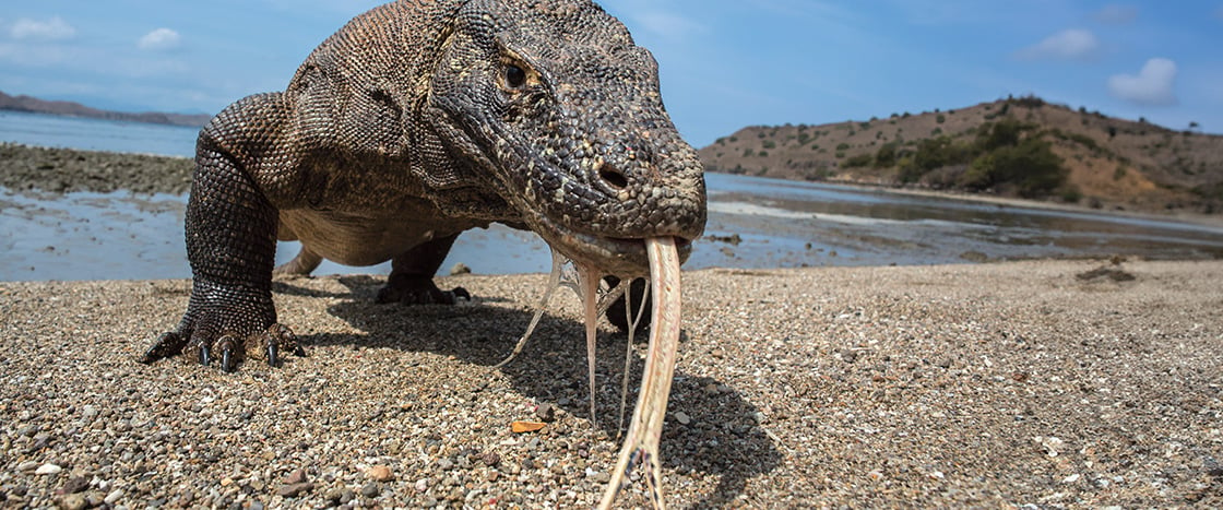 Photo of komodo dragon on beach sticking out its forked tongue