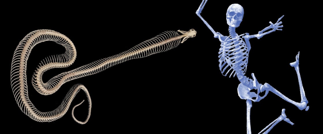 Image of a snake and human skeleton