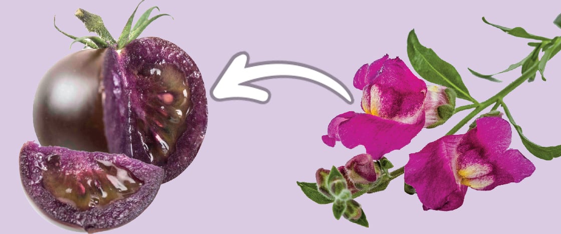 Image of a purple tomato and purple flowers