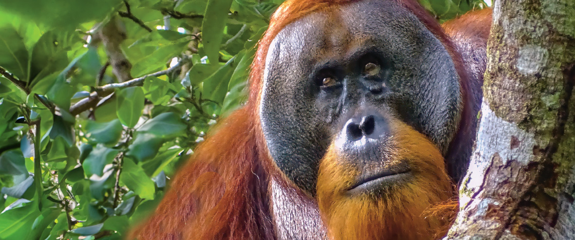 Image of orangutan