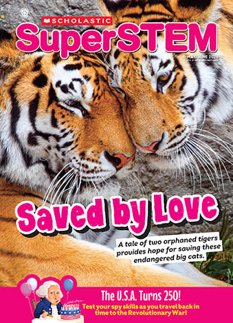 Cover of SuperSTEM, with two tigers nuzzling each other