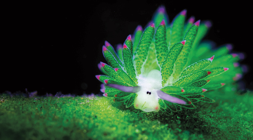 Image of bioluminescent sea creature resembling a sheep with green leaves around it