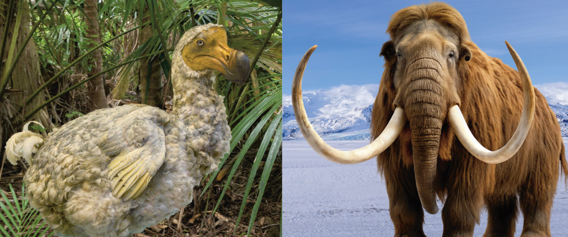 Would You Rather Bring Back The Dodo Bird Or The Woolly Mammoth Life 