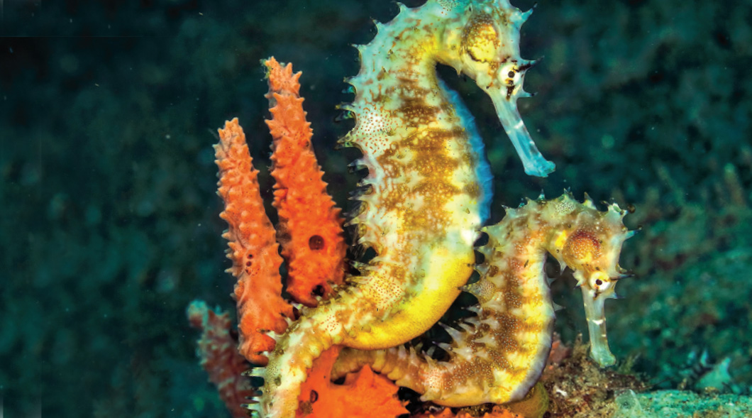 Two seahorses cling to orange coral on the ocean floor