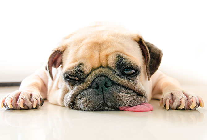 Pug laying on the floor