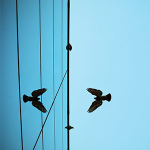 Bird flying and its reflection in a building