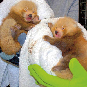 Two red panda babies