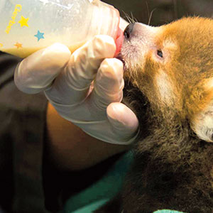 Baby red panda drinking milk from a bottle