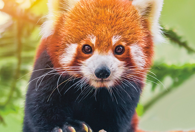 Red panda