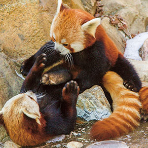 Two red pandas playing