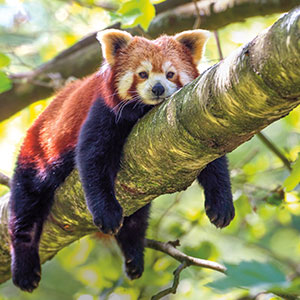 Red panda laying on a branch
