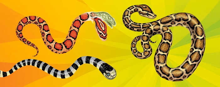 Slithering Place Values Number & Operations Article for Students ...