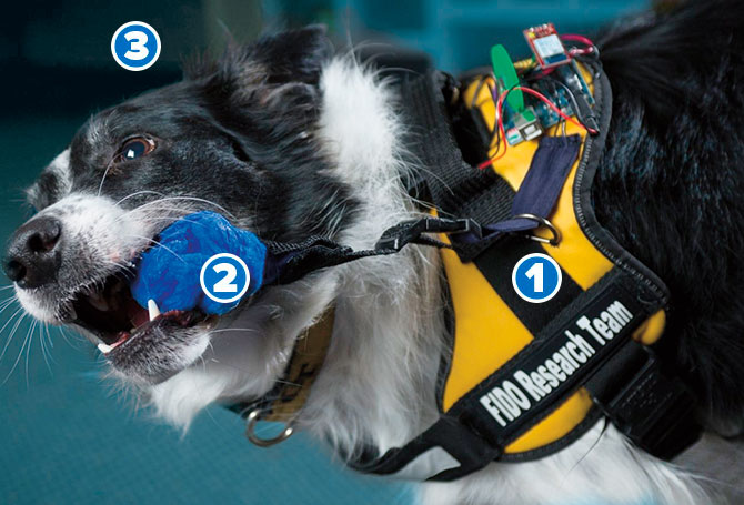 Diagram of a dog with a device in its mouth and wearing a vest