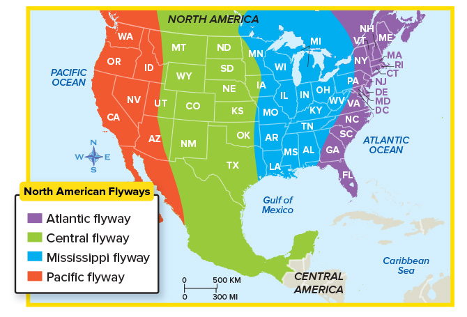 Map showing the different North American flyways