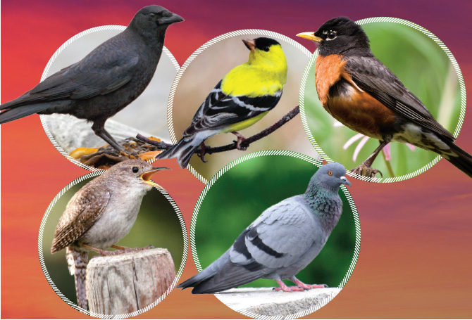 Five images of different types of birds
