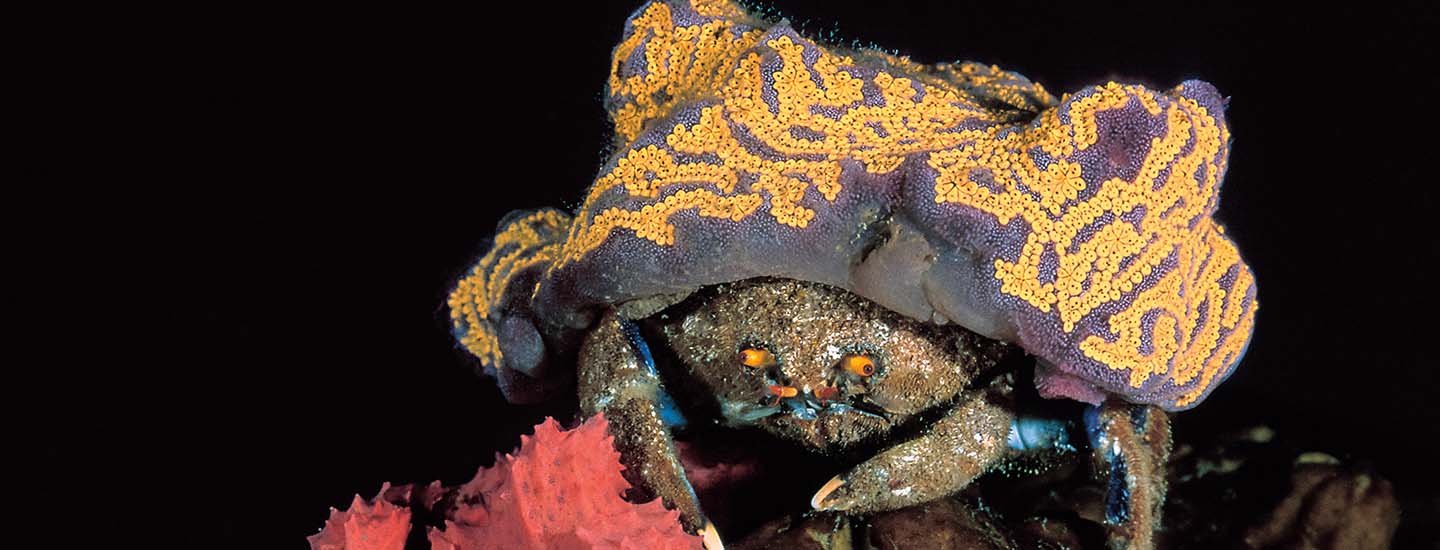 Colorful crab