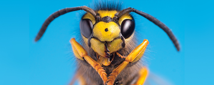 World of Wasps Life Science Article for Students | Scholastic SuperSTEM ...