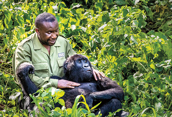 A gorilla laying back in the lap of a person in a green uniform