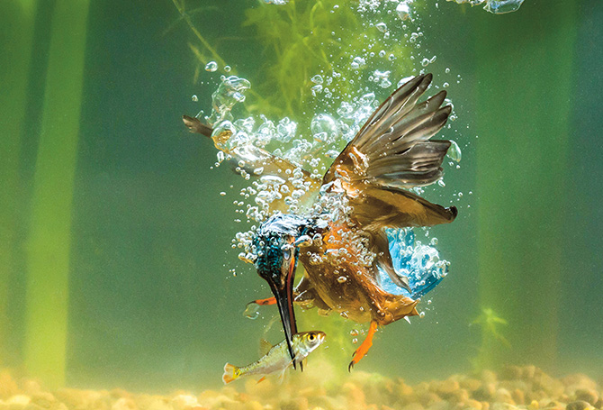 Image of a bird underwater with a fish in its mouth