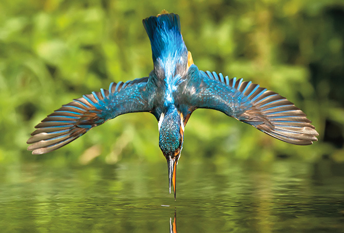 Image of a bird about to plunge into water