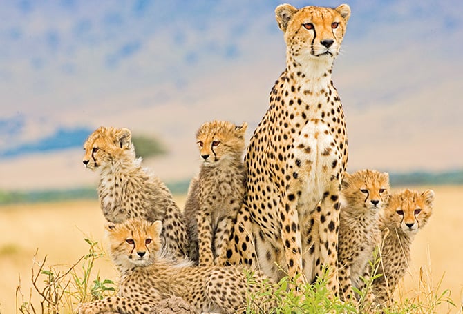 An adult cheetah sitting with her five cubs
