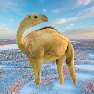Illustration of a camelops