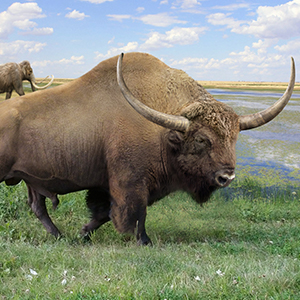 Illustration of an ancient Bison