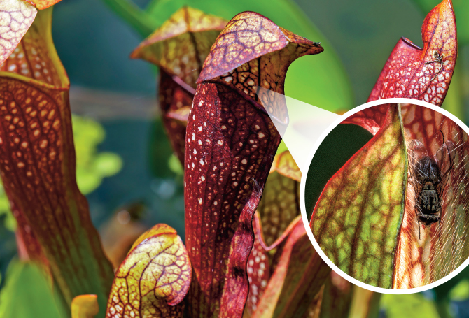 anthurium aff ecuador nse Anthurium Dressleri (NSE) x Carlablackiae AU1  HappiestPlants