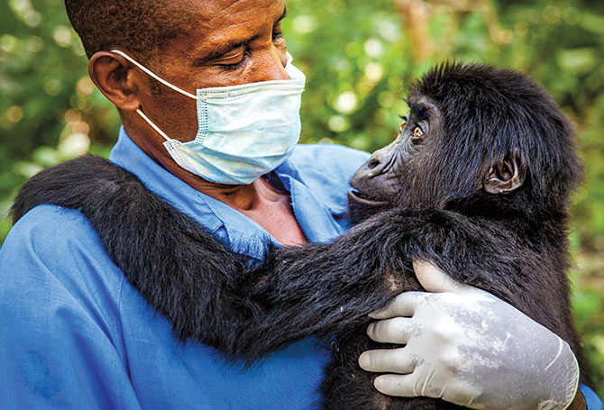Gorilla Guardians | Scholastic SuperSTEM Magazine