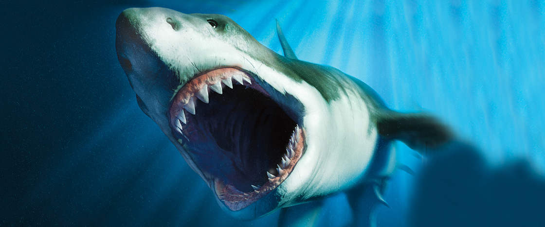 Megalodon shape called into question by new research