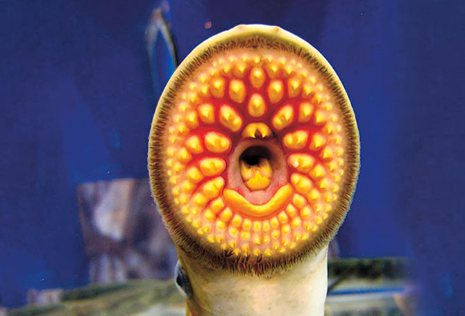A fish that has a round open mouth with circles of pointy yellow teeth