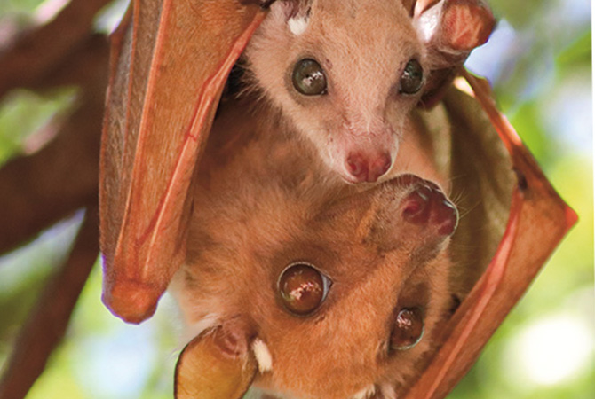 Two fruit bats hang upside down close together in a tree, wings partly folded around their bodies