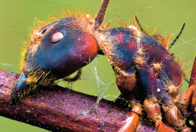 A close-up shows a hairy ant gripping a reddish stem with its jaws, pale fungal threads nearby