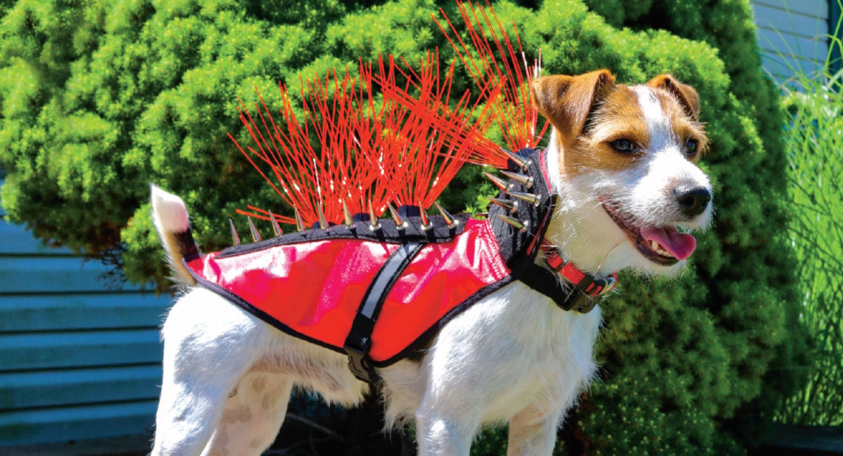 What Are Coyote Vests for Dogs? User Guide, Pros & Cons